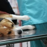 Dog euthanasia